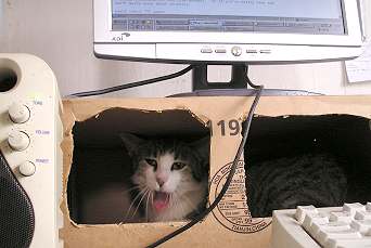 Kočička Éčko zívá pod Yuhůovo monitorem. 